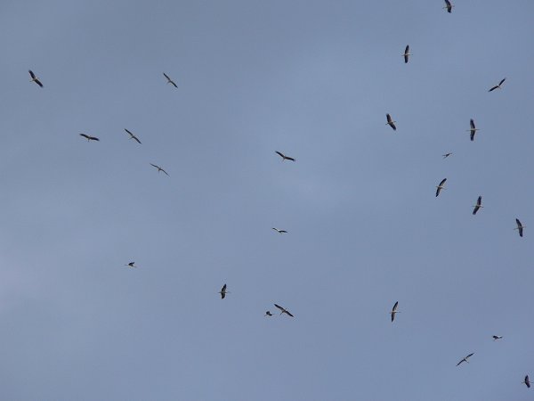 Cigüeñas