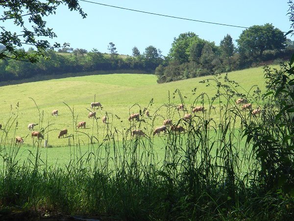 Vacas